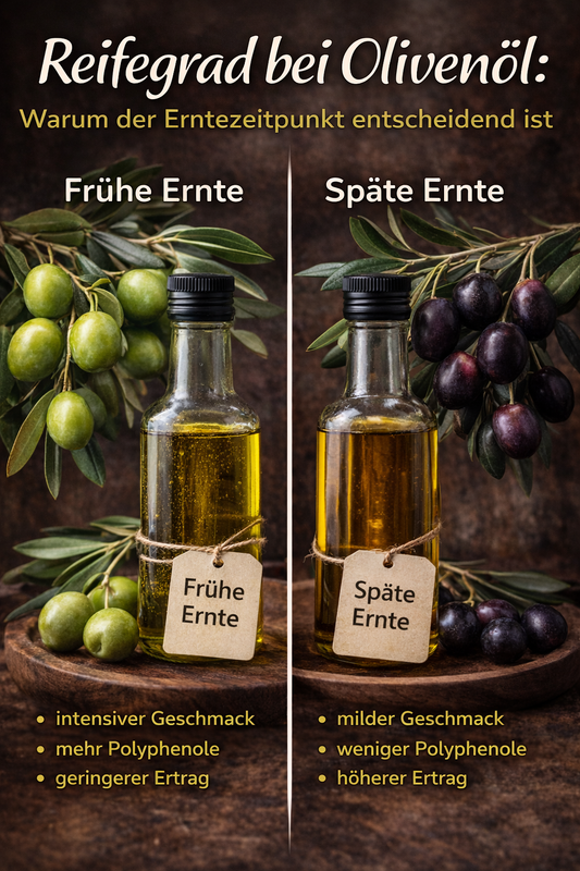 Reifegrad bei Olivenöl: Warum der Erntezeitpunkt entscheidend ist